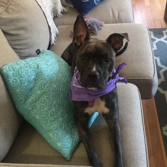 Meet your Posher, just call her Bindi ❤️ - Picture 2 of 4